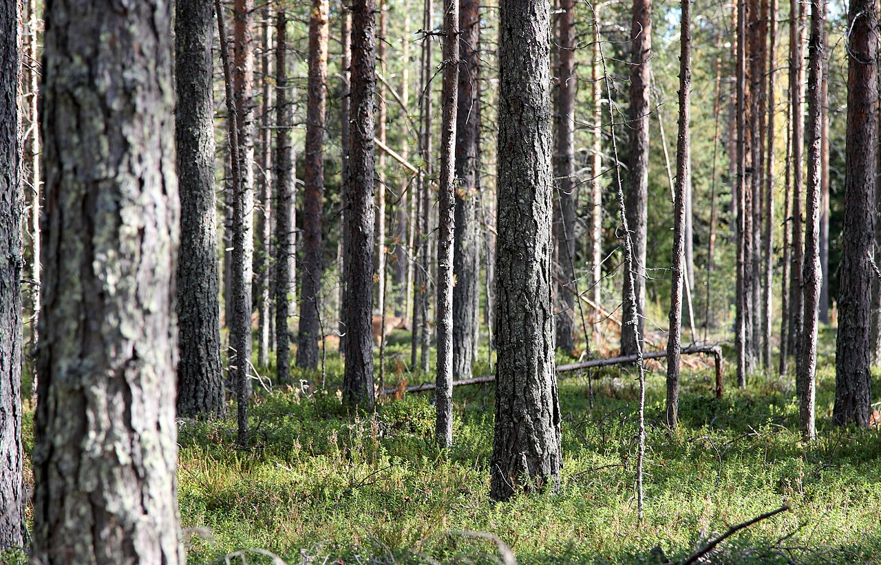 Real photograph of a sunlit pine forest in Oulu, Finland